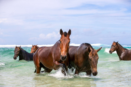 Retired racehorse’s paradise: Sumba Island, Indonesia 