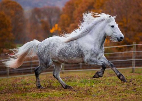 horsesarecreatures:  Kembingur - Icelandic Horse Stallion