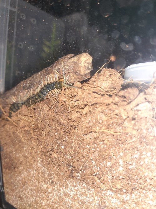 Centipede Under The Stick