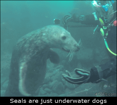 o-eheu:Phocae modo canes aquatiles suntSeals are just underwater dogs