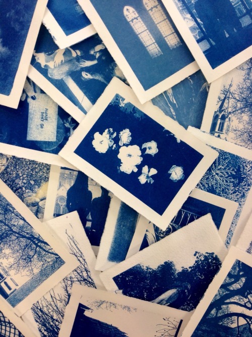 lemaddyart:Cyanotype Brisbane and Melbourne memories. Growth and loss.
