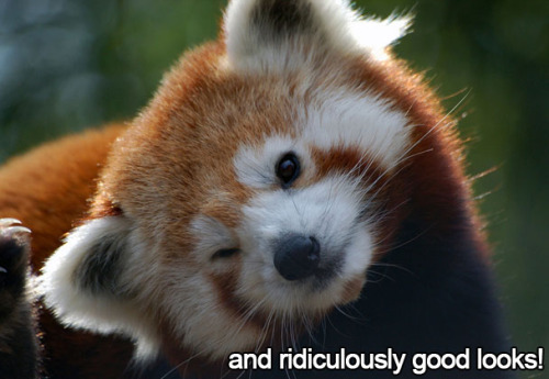 thelustfulkitten:  Don’t let my favorite animal become extinct!! 