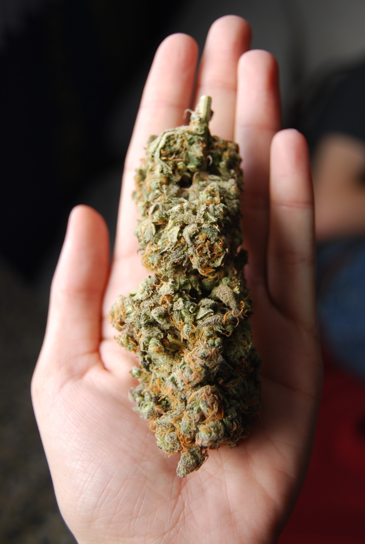 royallyoily:I like big buds and I can’t deny. You other stoners can’t deny.