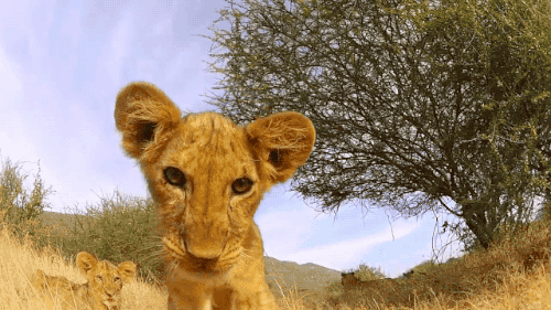 togifs:  [video] 