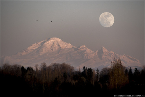 jofusss:  Mt. Baker with birds and moon by Eugene’s Likeness on Flickr. 