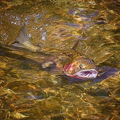 Clear water and big dry flies! June is looking good this year. #missoula #flyfishing #flyfishingmont