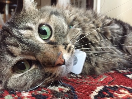 Why is my cat more photogenic than me