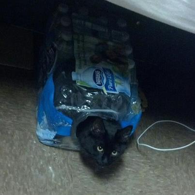 getoutoftherecat:  what are you doing in that case of water cat?  you are not a