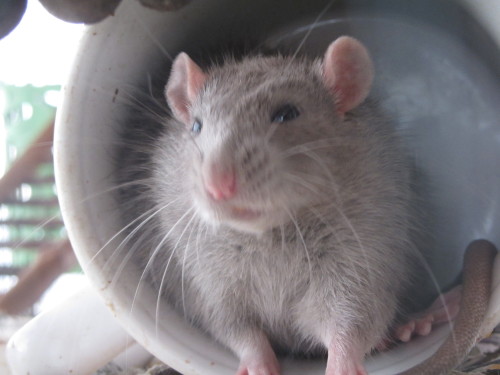 rat-rats:spidersanctuary:Some more rat silliness. Smokey being pretty, Smokey using a hammock in a d