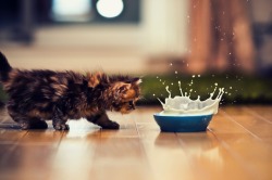 finding-fucken-nemo:  Kitty cats 