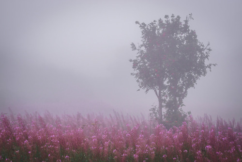 90377: Blossoms in the mist by Sean Bluestone website | facebook | instagram