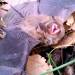 yourgothboyfriend:manywinged:manywinged:my favorite thing about bats is when they