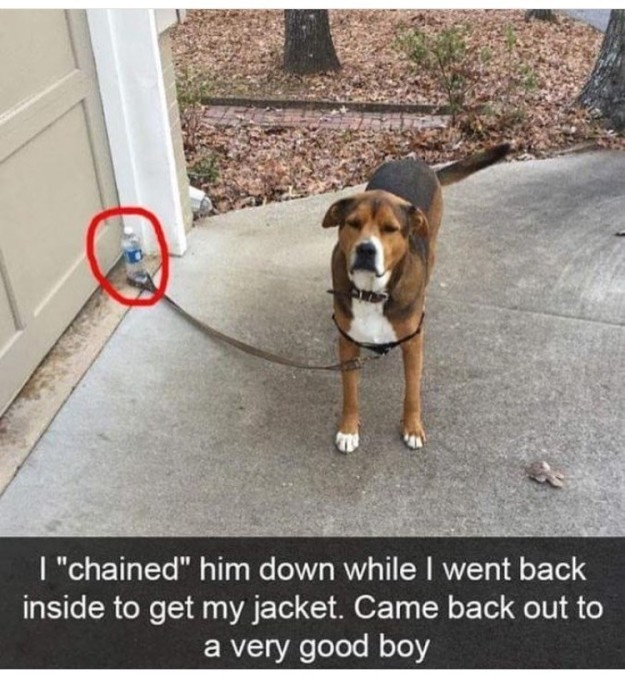 lgbtqbread:  treacherous-serpent:   coyotecom:   buzzfeed:  I LOVE DOGS, I LOVE THEM