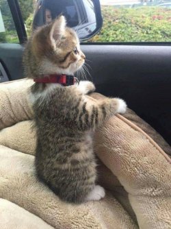 babyanimalgifs: It was her first car ride.