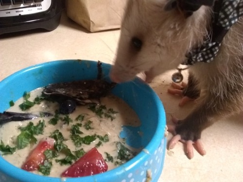 Today&rsquo;s special meal has a special mix of turkey, duck, and chicken! On top of that mix ar