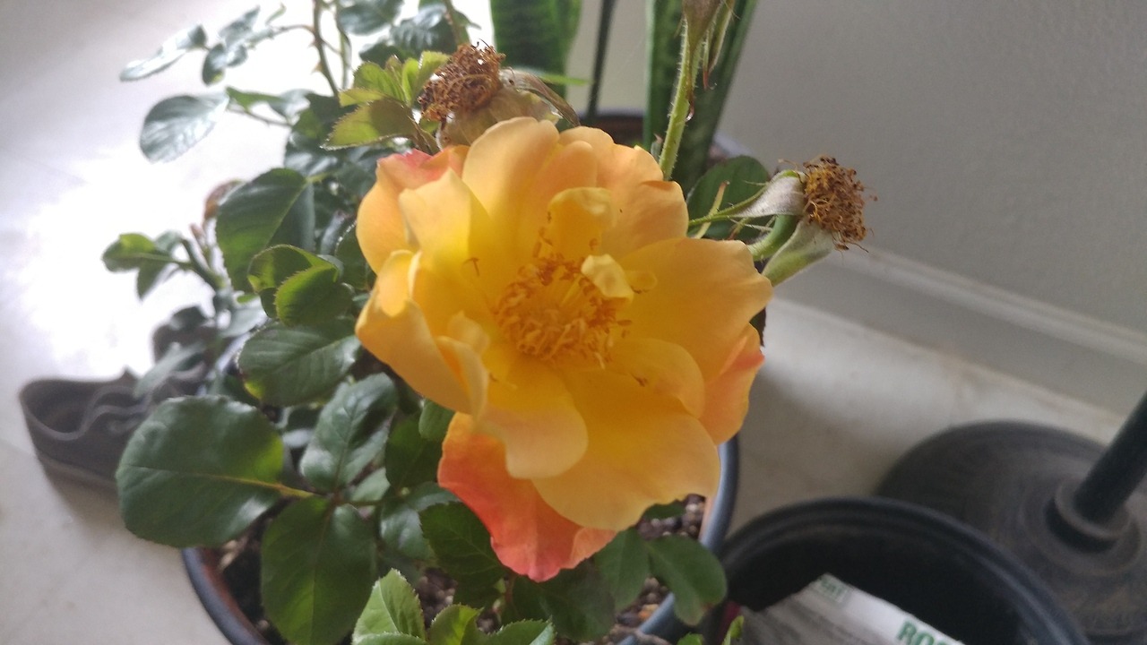 The Newfoundland puppy I watched for 2 days pulled the other buds&rsquo; petals