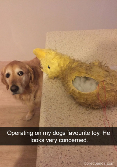 friendly-neighborhood-patriarch: thisoneshade:  catsbeaversandducks: More Dog Snapchats On Bored Panda We don’t deserve dogs.   I went to a presentation that showed by thousands of years of breeding we’ve bred a bit of our own selves into dogs and
