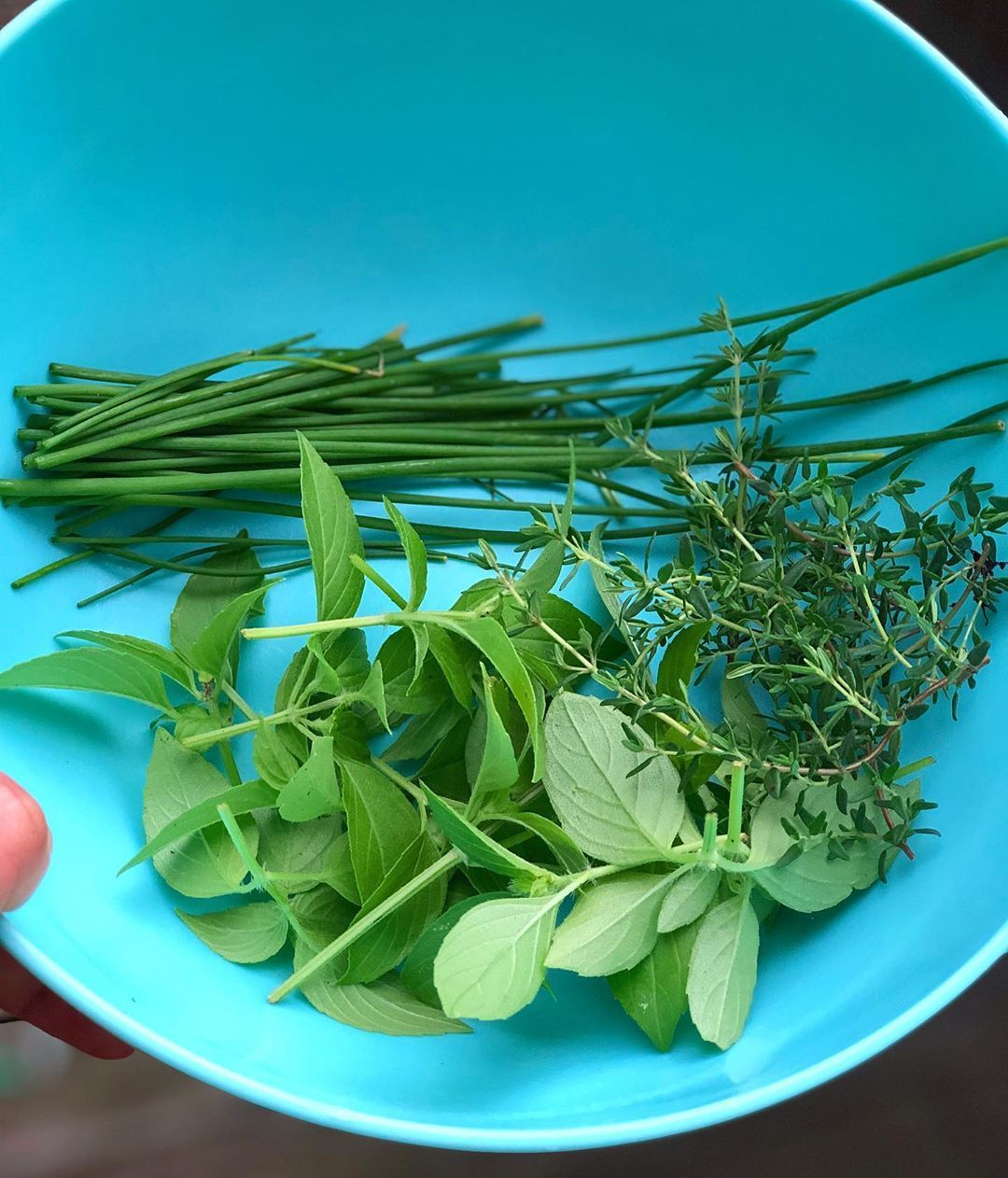 Fresh herbs from the garden with a little help from Astraea🌱🐱 (at Boston, Massachusetts)
https://www.instagram.com/p/BzJvD0XjcTD/?igshid=1g2cw3108ayc2