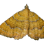 antigxnee