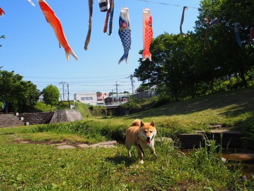 shibainu-komugi: 今日の柴犬の小麦さん #shiba #dog #komugi #柴犬