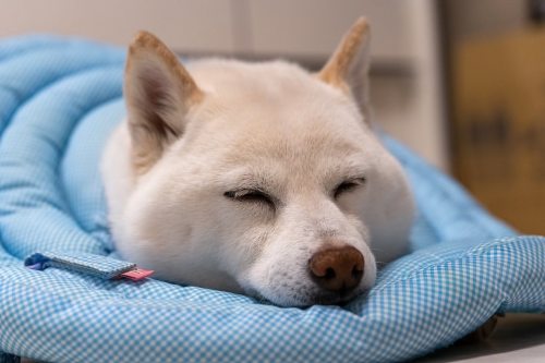 エリカラ大王の休息。 休んでる時に神威と遊ぶとぷんすかお怒りになる。 Cone collar pillow . . #conecollar #dogcone #カイカイさん #何でも枕 #shiba5