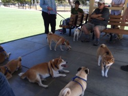 proctalgia:  I’m at a shiba inu party I’m at a shiba inu party I’m literally at a shiba inu party there are so many shiba inu’s