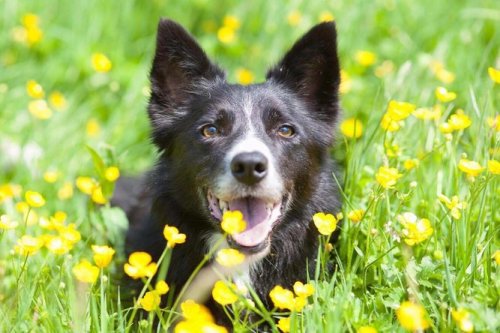 Dog of the DayDuke, from Rainbow Rescue &amp; Rehoming, Derry, Northern Ireland. Click here for more