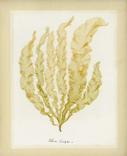 Botanical Specimens19th century