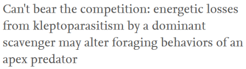 [Can’t bear the competition: energetic losses from kleptoparasitism by a dominant scavenger ma