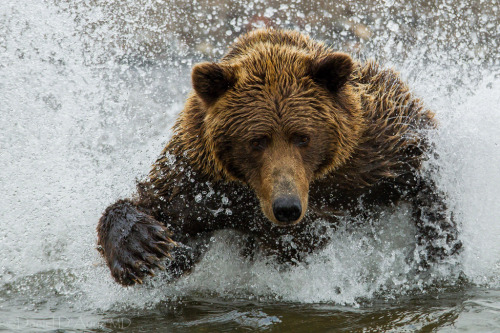 magicalnaturetour:  May I take your order?  Coastal brown bear in Lake Clark National Park and Preserve (by Dr DAD (Daniel A D’Auria MD))