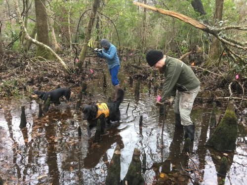 Freezing Florida swamp augering.