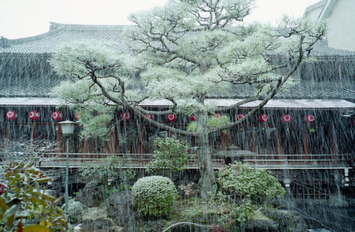 下雨下雪傻傻搞不清楚 by Yu,Tsai on Flickr.