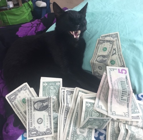 gitsie007:Please reblog money cat and money will come your way!