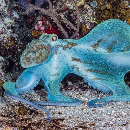 A photo of a Caribbean reef octopus on the seafloor. It is a vibrant blue color, and seems to be using its tentacles to walk across the sandy terrain.
