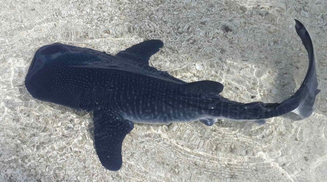 todayinsharknews:  Islanders find 1 ½ foot baby whale shark in the Maldives    