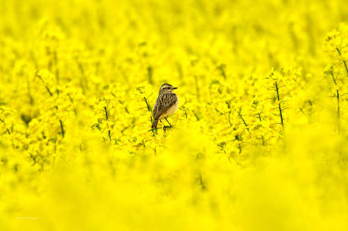 2) The second series of pictures of the rape blossom. I would have liked to present more birds, but 