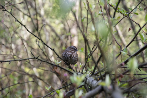 Lovely Sparrow, in Stanley Park