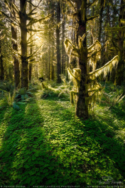 woodendreams:  Hoh Rainforest, Olympic National