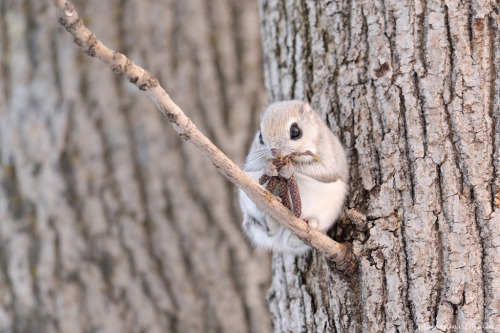 xnightmelody:  giraffeinatree:  Even the flying squirrels in Japan look like adorable little anime characters by Masatsugu Ohashi  //Squealing <33 