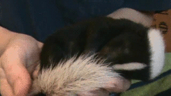 taigas-den:  babyanimal-gifs:  baby skunk.x   sapphicqueenofhell