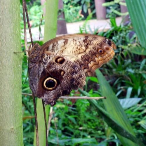 Giant Owl Butterfly.