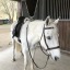 collegiate-equestrian