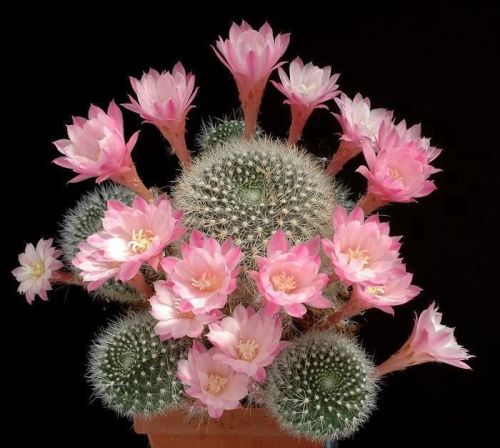 flowering cacti