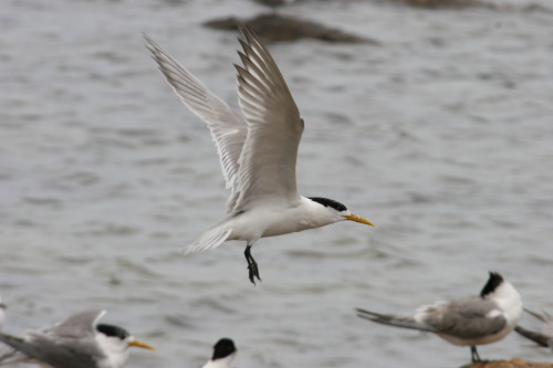 In flight