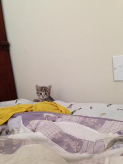 awwww-cute:  My new kitten spent most of her first day home hiding behind the dresser or bed but would occasionally peek out (Source: http://ift.tt/1RkOKsN)