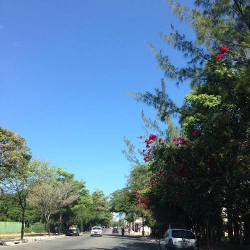 Primavera na zona oeste. (em Iputinga, Recife)