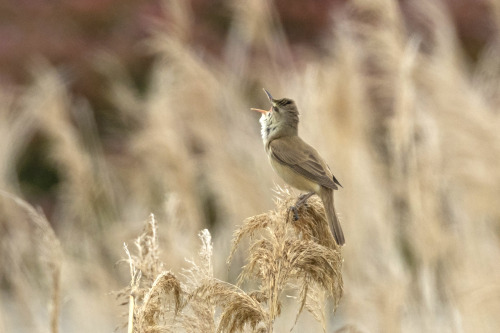 オオヨシキリ（Oriental Reed Warbler）