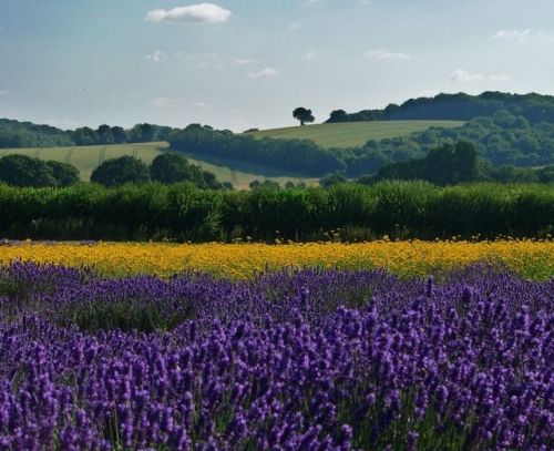 thequeensenglish:“Selborne is the secret, private parish inside each one of us.”Alluding to the Hamp