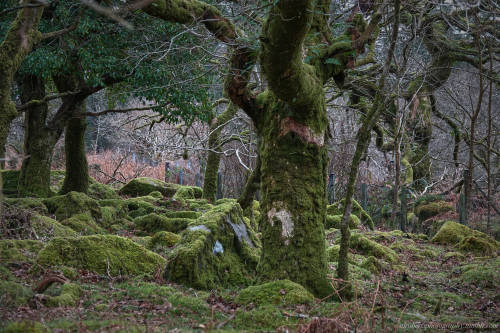 Oak Woods Dartmoor UK