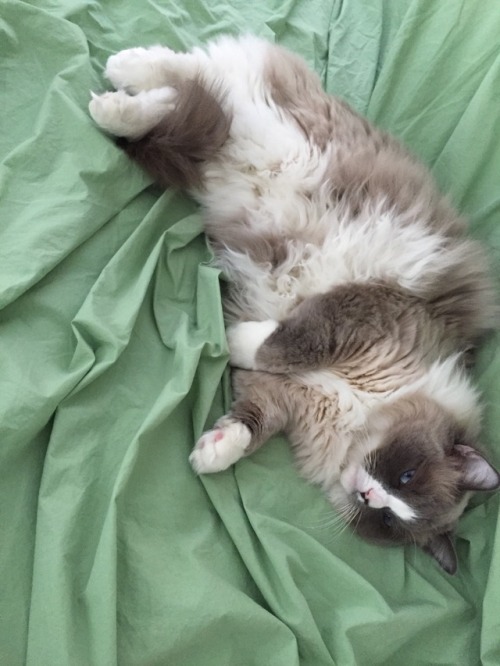 actualbosscat: Such a lazy caturday for Mr. Boss